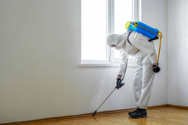 Wasp Removal Services in Pleasant Hill, CA